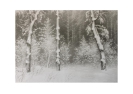 Волшебный лес, 42x61, Б. карандаш, 2002