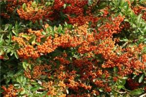 _2010_31_20110209_1824261448_original
