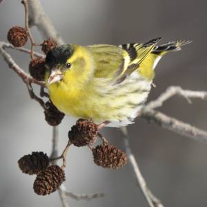 03_Ciz_original_original